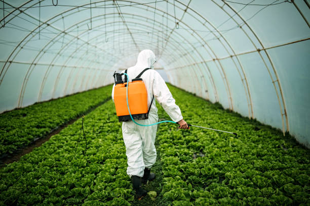 Best Local Pest Control Services  in Tornado, WV