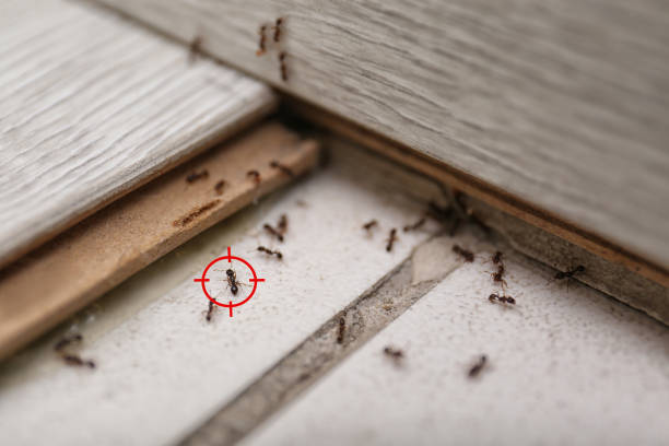 Best Flea Control Services  in Tornado, WV