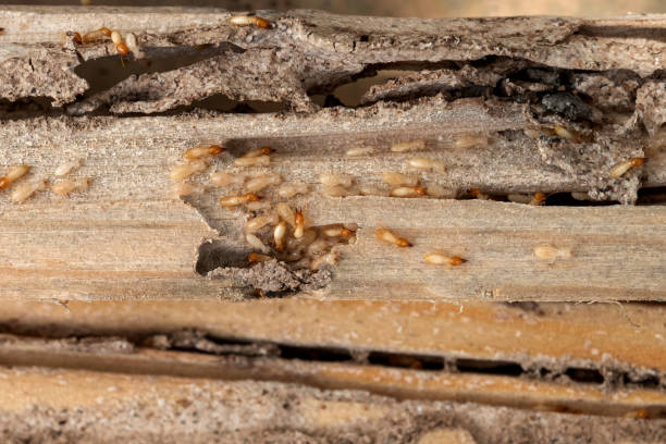 Best Mosquito Control Services  in Tornado, WV