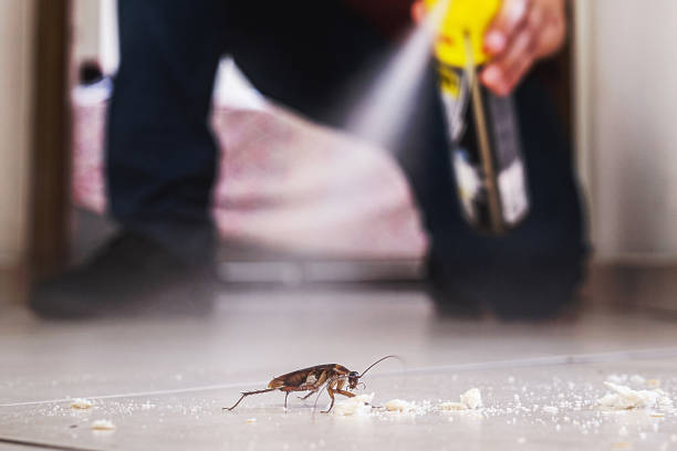 Best Insect Control  in Tornado, WV