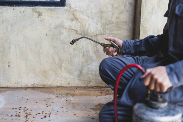 Best Termite Control Services  in Tornado, WV